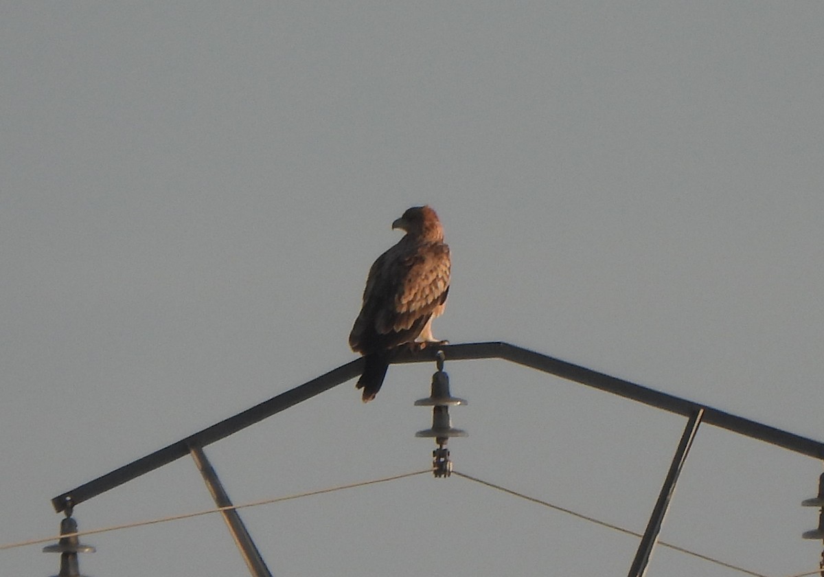 Spanish Eagle - ML647027872