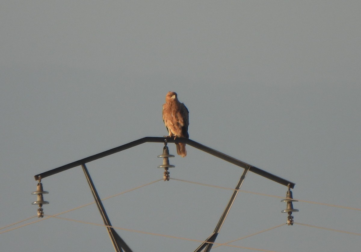 Spanish Eagle - ML647027873