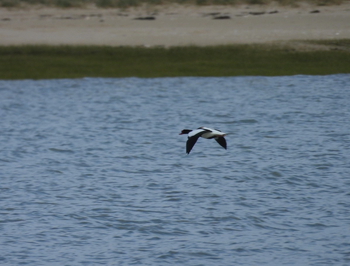 Paita arrunta - ML647027877