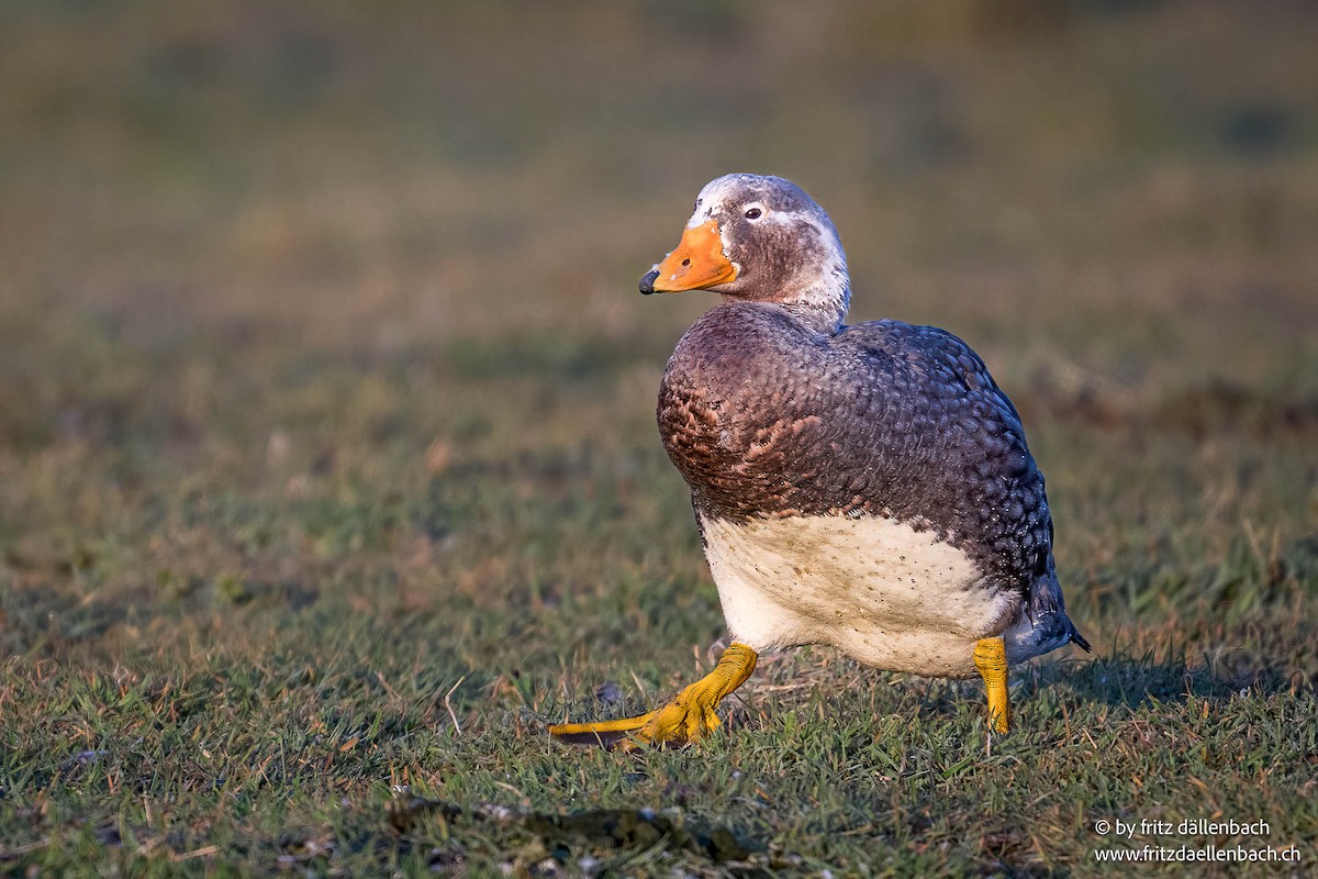Falkland Steamer-Duck - ML647027881
