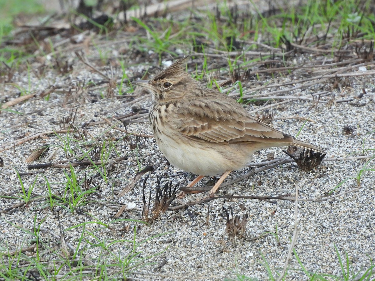 Crested Lark - ML647027882