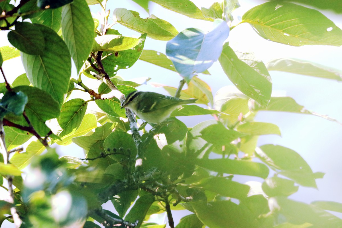 チャバネムシクイ - ML647027894