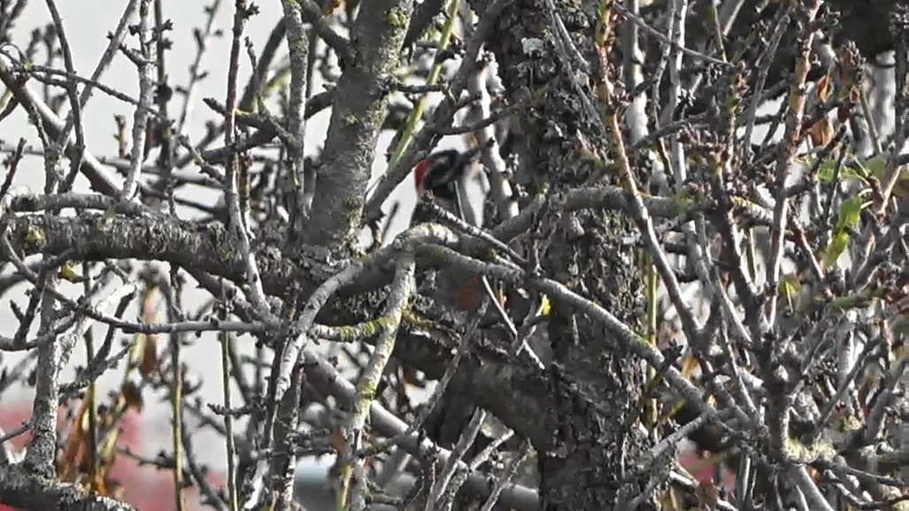 Nuttall's Woodpecker - ML647027895