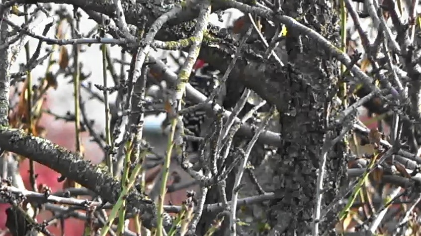 Nuttall's Woodpecker - ML647027896