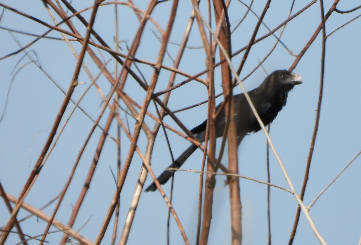 glattnebbani - ML647027899