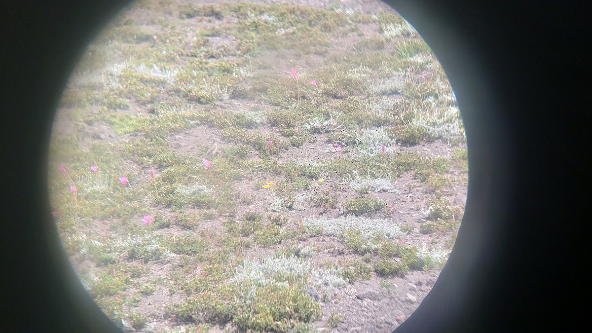 White-browed Ground-Tyrant - ML647027905