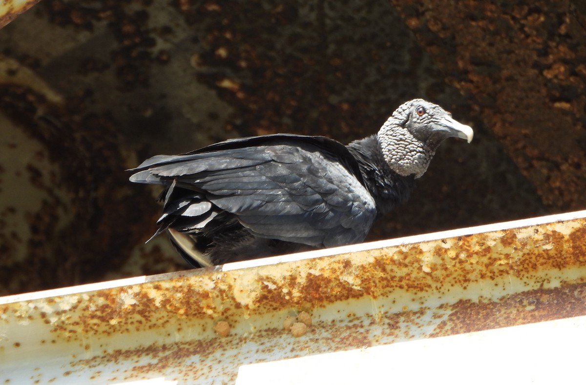 Black Vulture - ML647027906