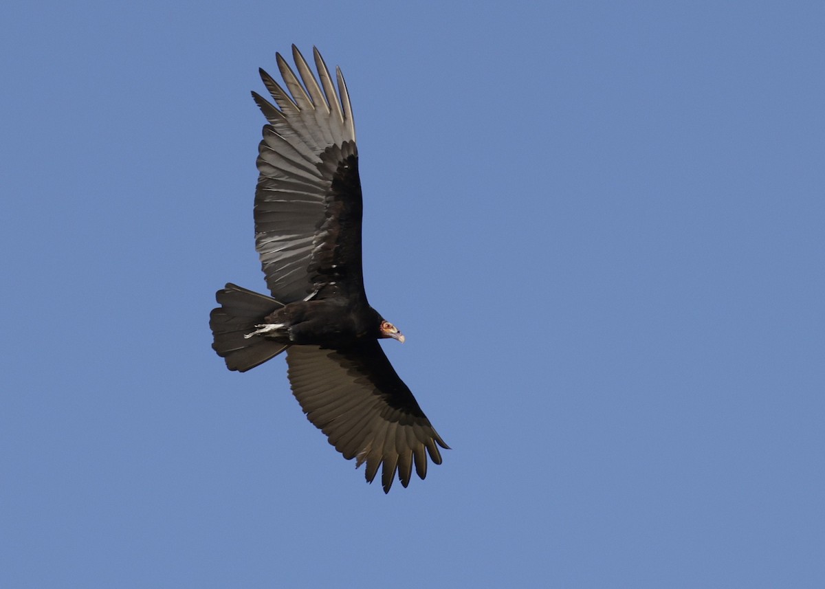 myrkondor - ML647027908