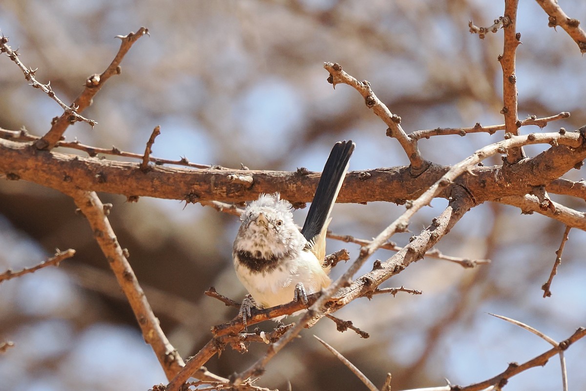 Banded Parisoma - ML647027917