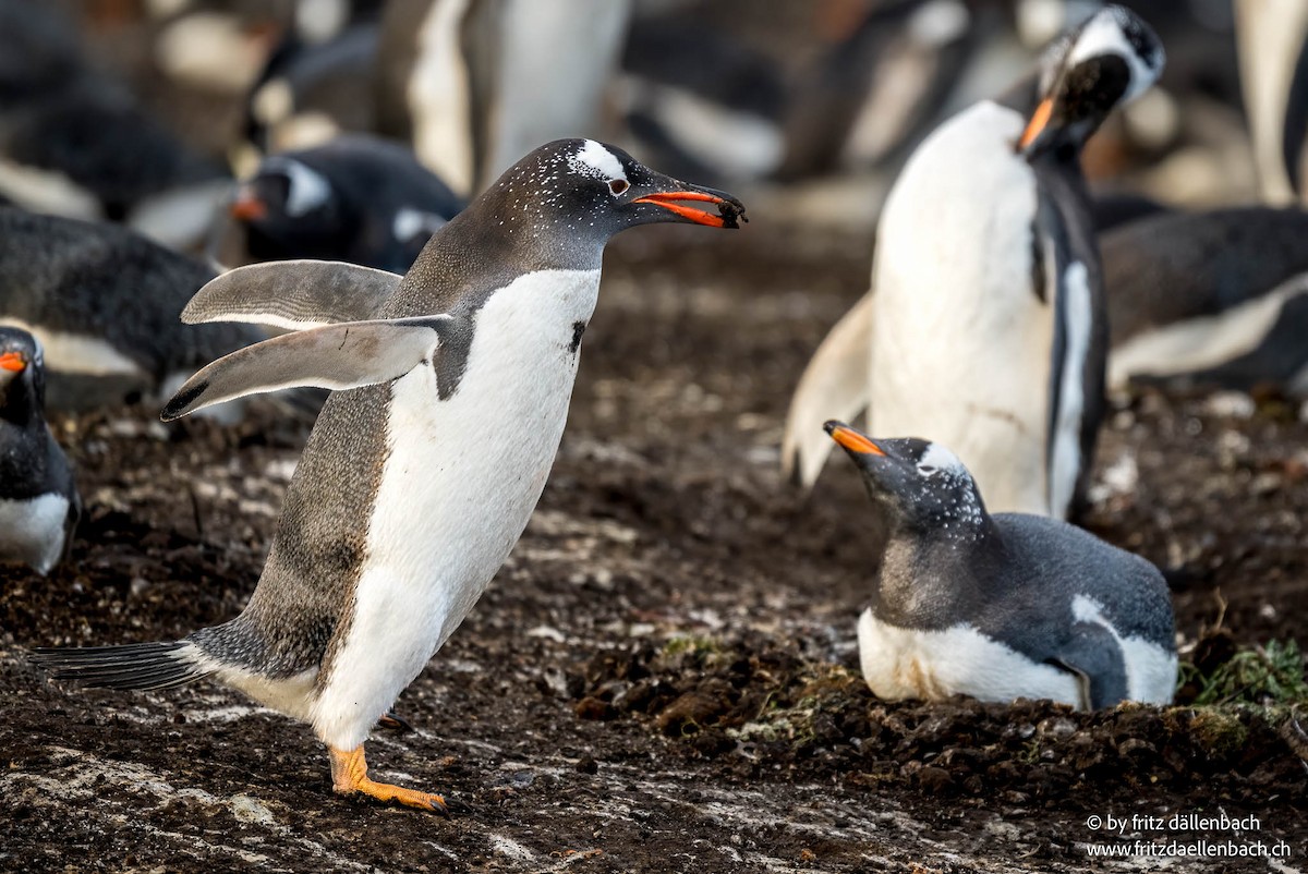 Gentoo Penguin - ML647027921