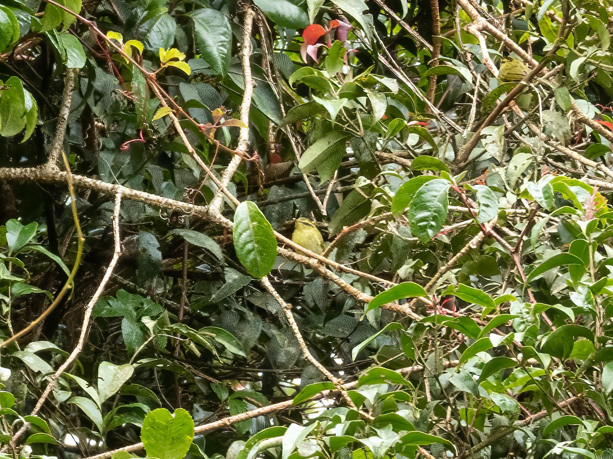 Südsee-Laubsänger - ML647027925