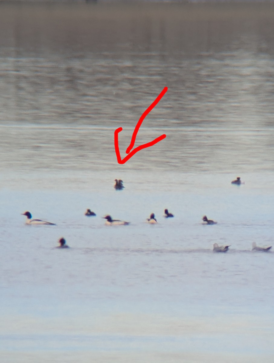 Eared Grebe - ML647027927