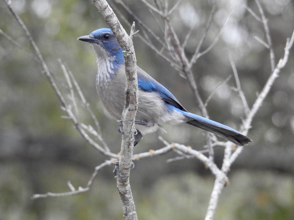 einerskrike - ML647027928