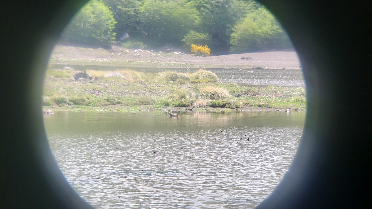 Ashy-headed Goose - ML647027929