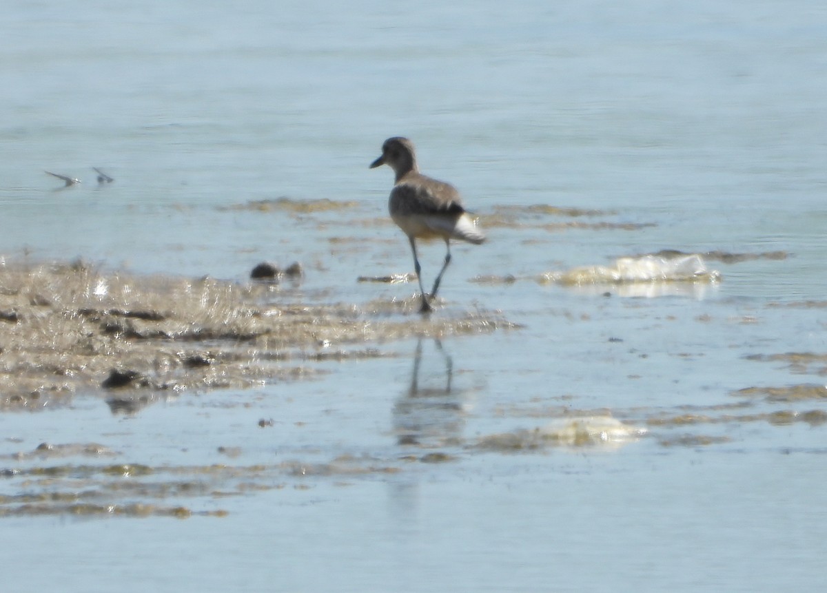 Pluvier argenté - ML647027930