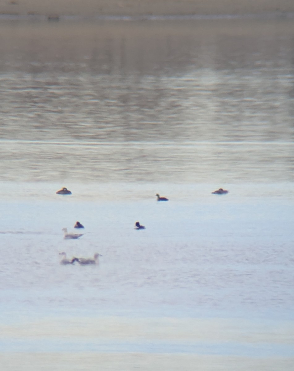 Eared Grebe - ML647027931