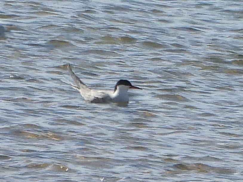 Common Tern - ML647027937