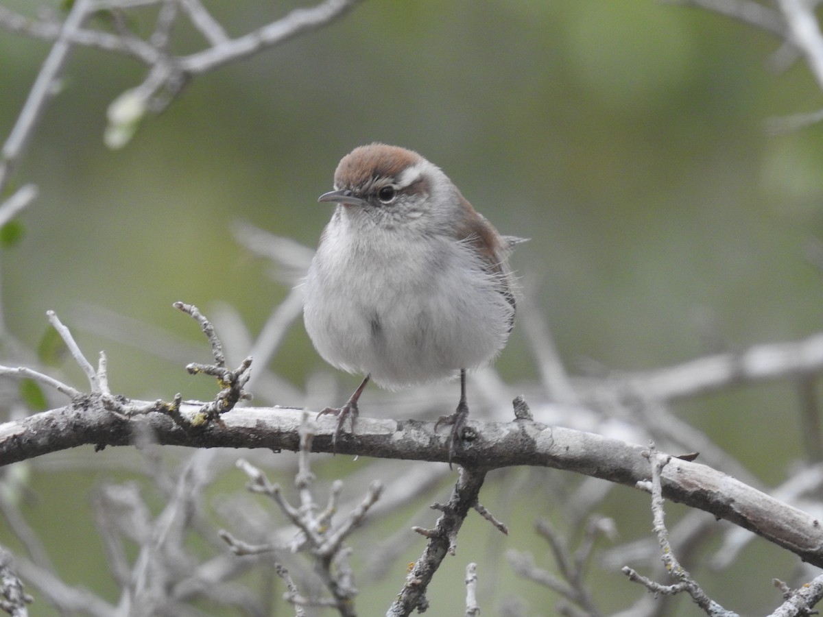 Bewick's Wren - ML647027943