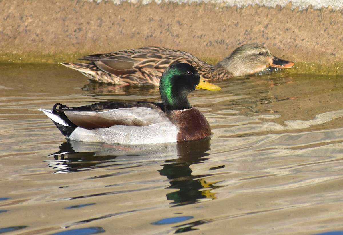 Mallard - ML647027944