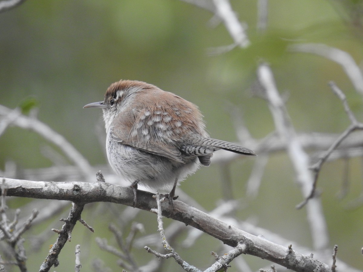 Bewick's Wren - ML647027947