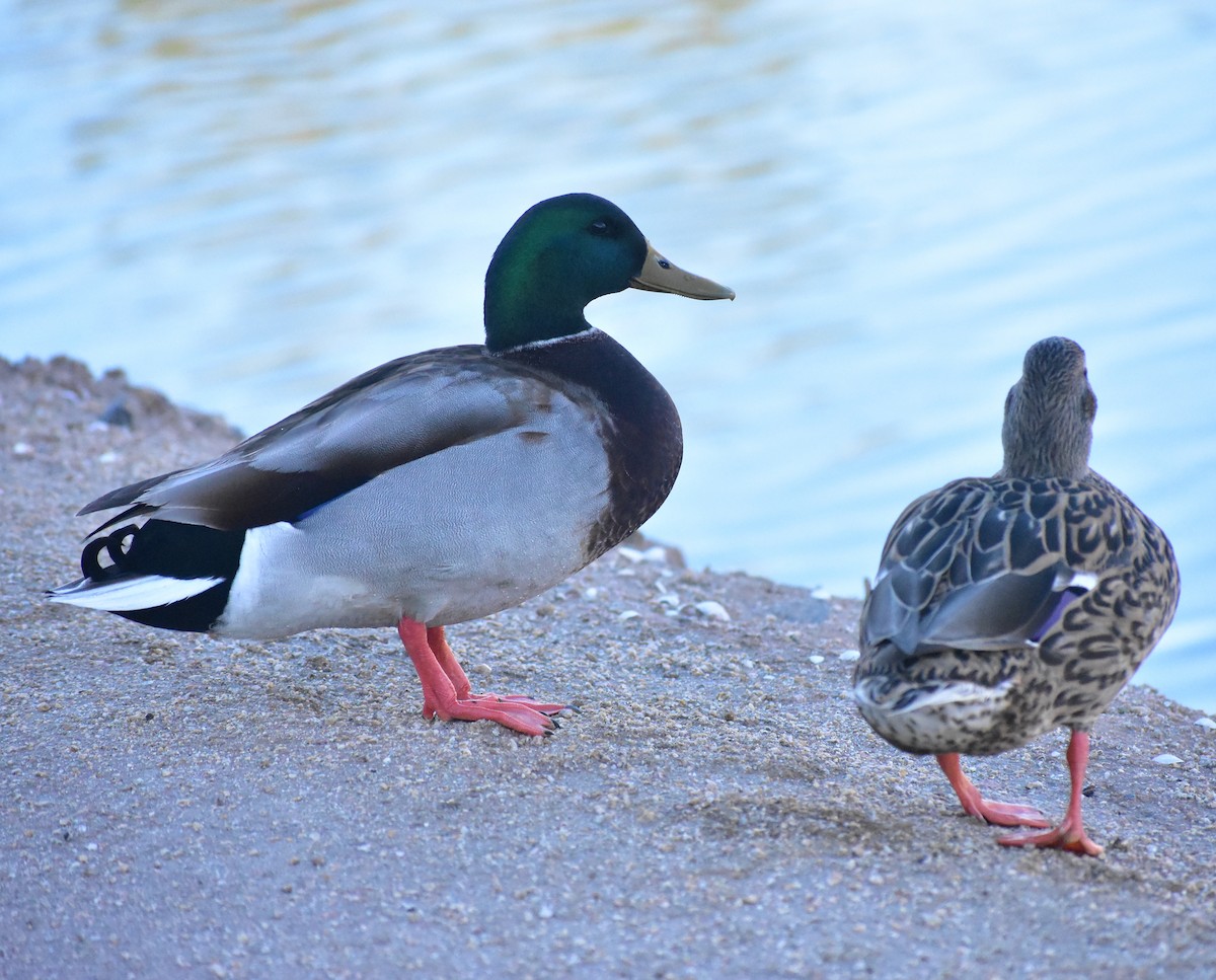 Mallard - ML647027949