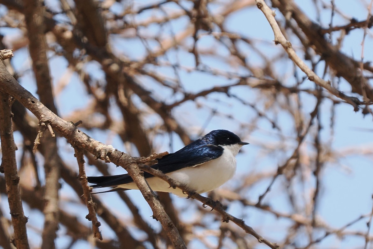 White-tailed Swallow - ML647027951