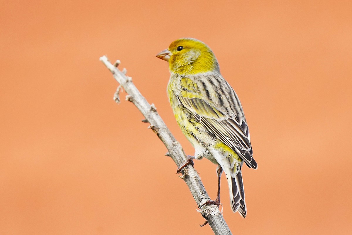 Island Canary - ML647027952