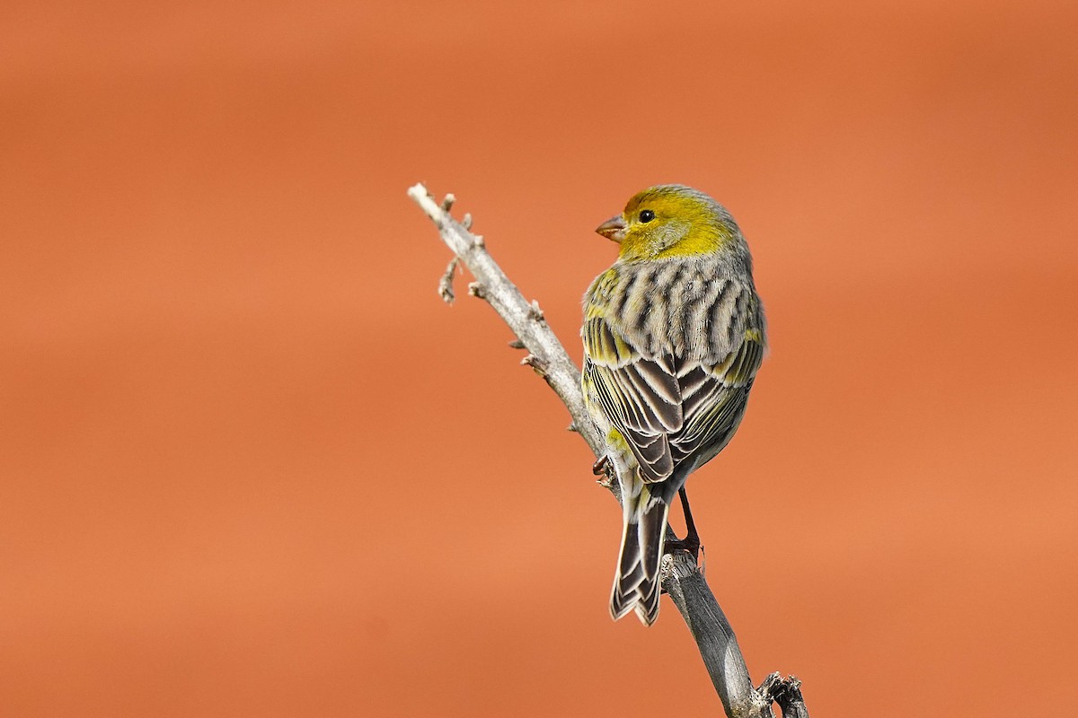 Island Canary - ML647027953