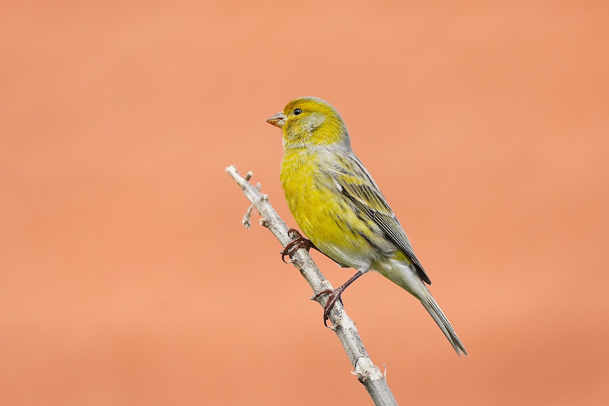 Island Canary - ML647027954