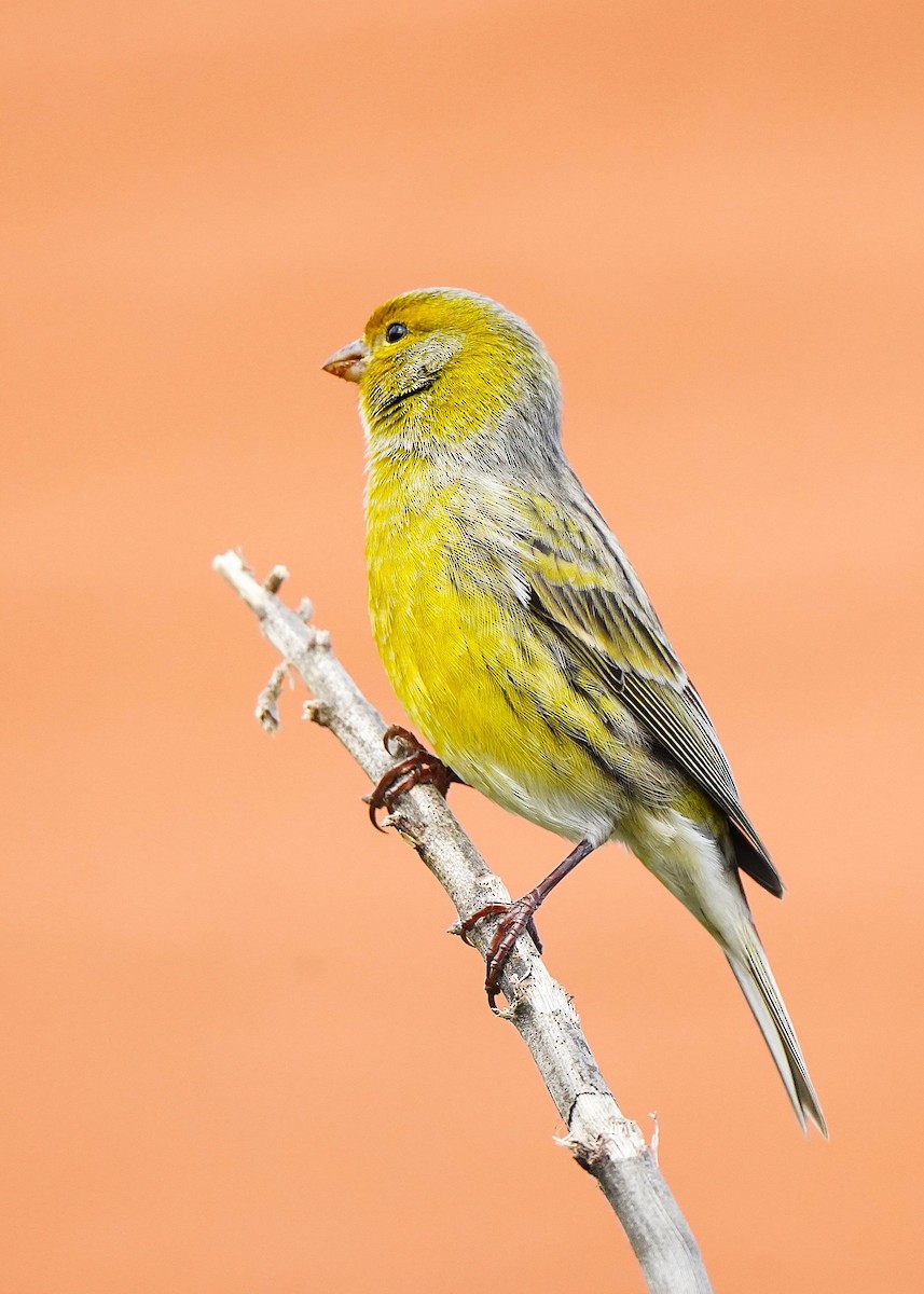 Island Canary - ML647027955