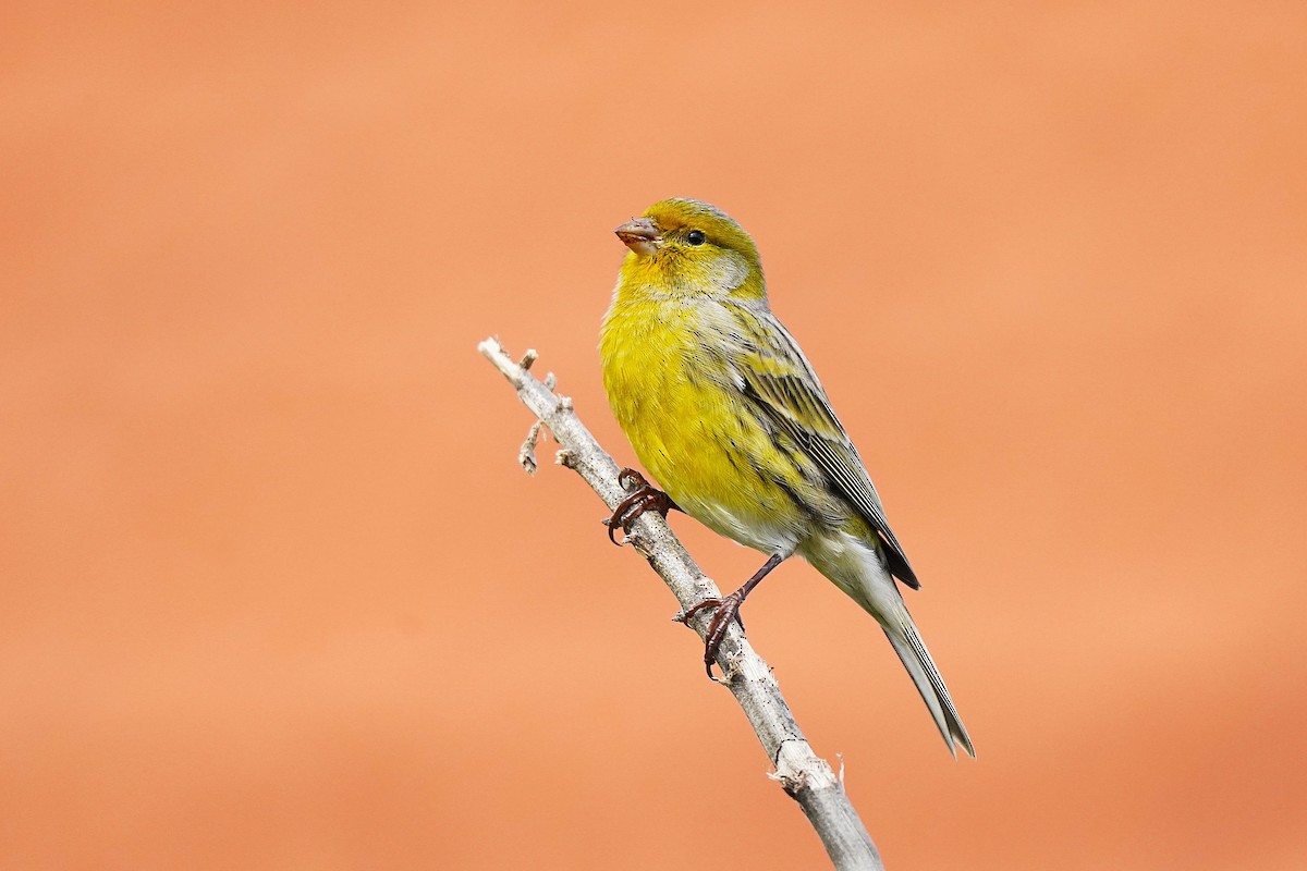 Island Canary - ML647027956