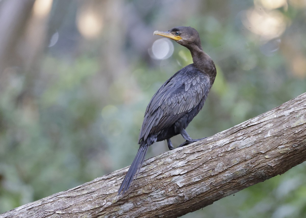 Neotropic Cormorant - ML647027957