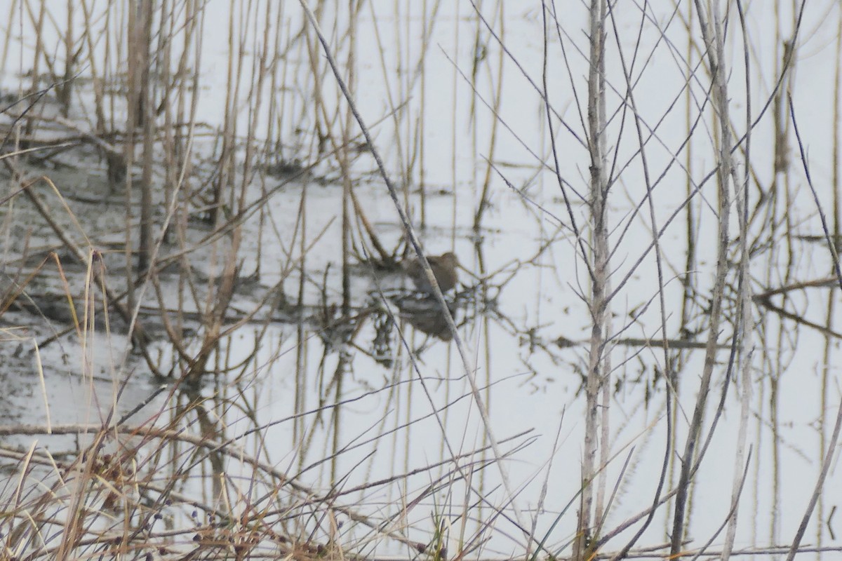 American Woodcock - ML647027958