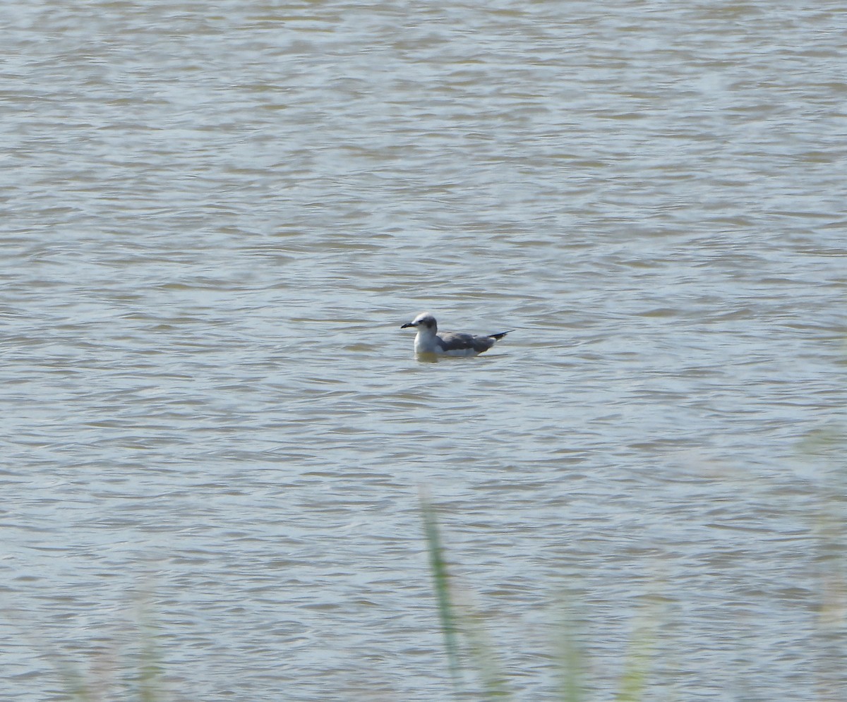 Laughing Gull - ML647027961