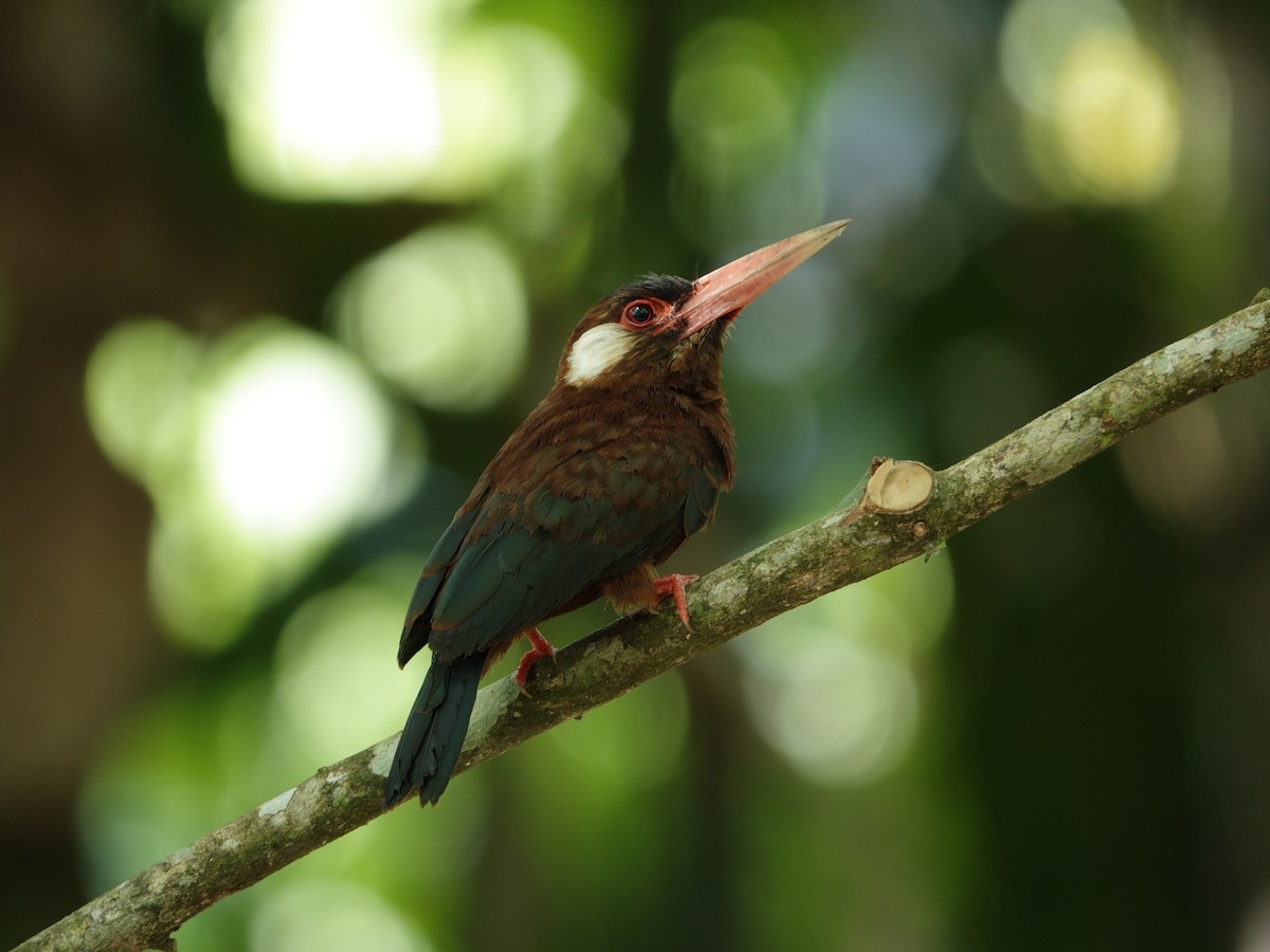 White-eared Jacamar - ML647027962