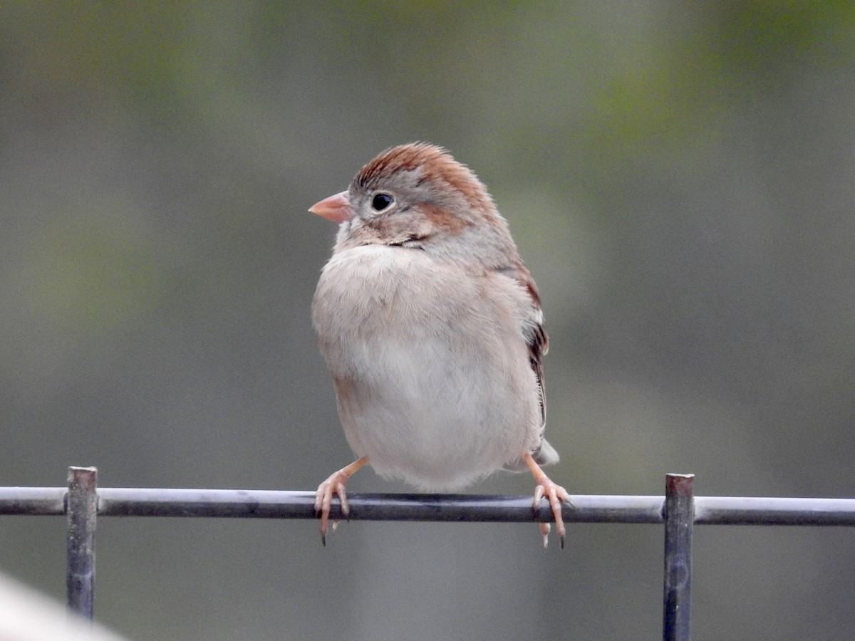 Field Sparrow - ML647027963