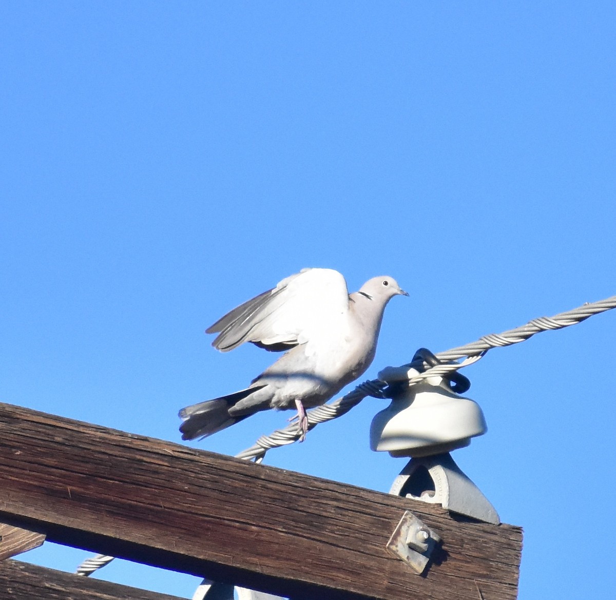 Eurasian Collared-Dove - ML647027964