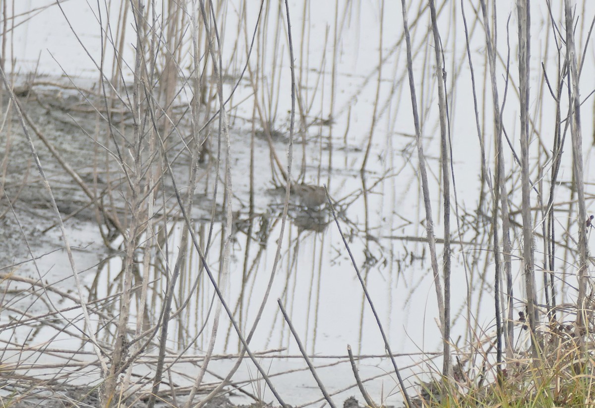 American Woodcock - ML647027966