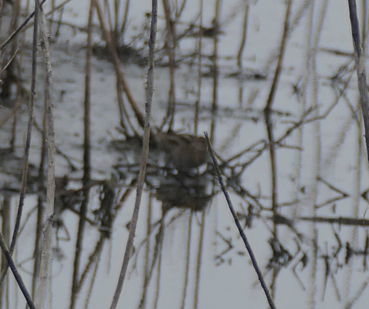 American Woodcock - ML647027968