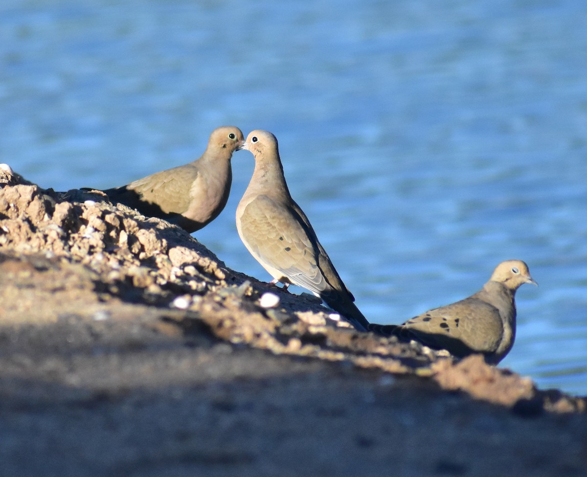 Mourning Dove - ML647027970