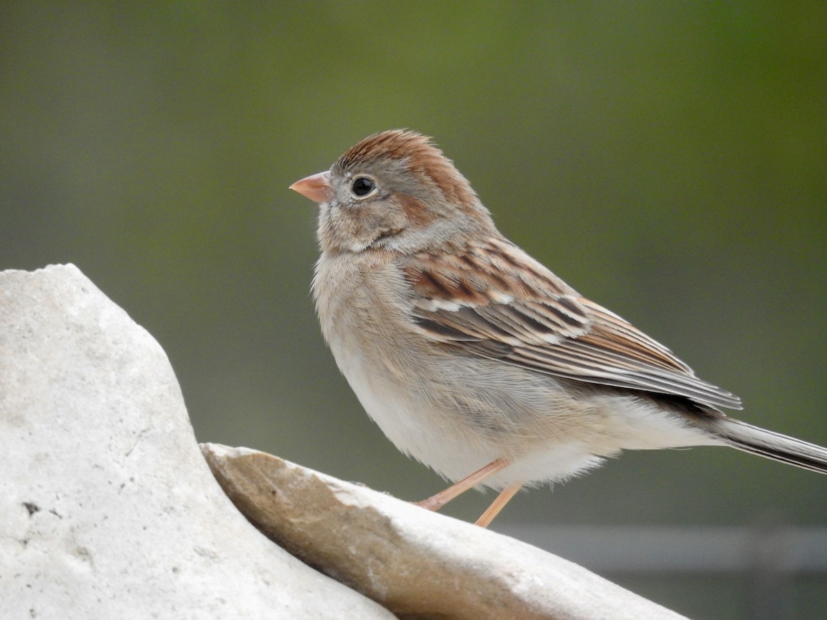 Field Sparrow - ML647027971