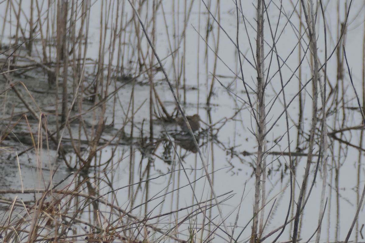 American Woodcock - ML647027972