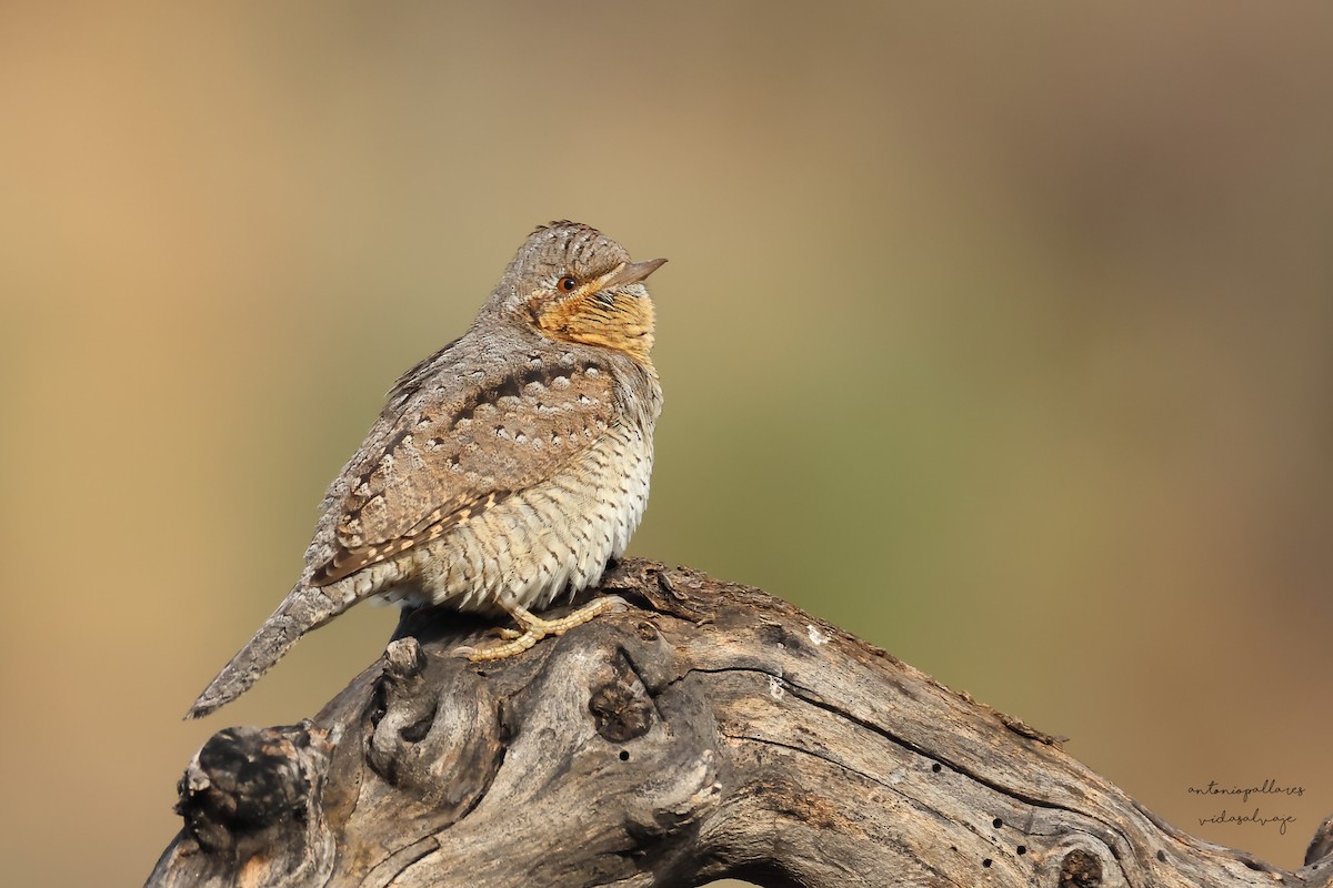 Eurasian Wryneck - ML647027973