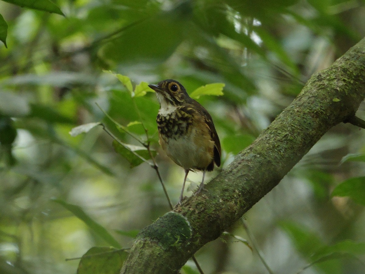 Spotted Antpitta - ML647027975