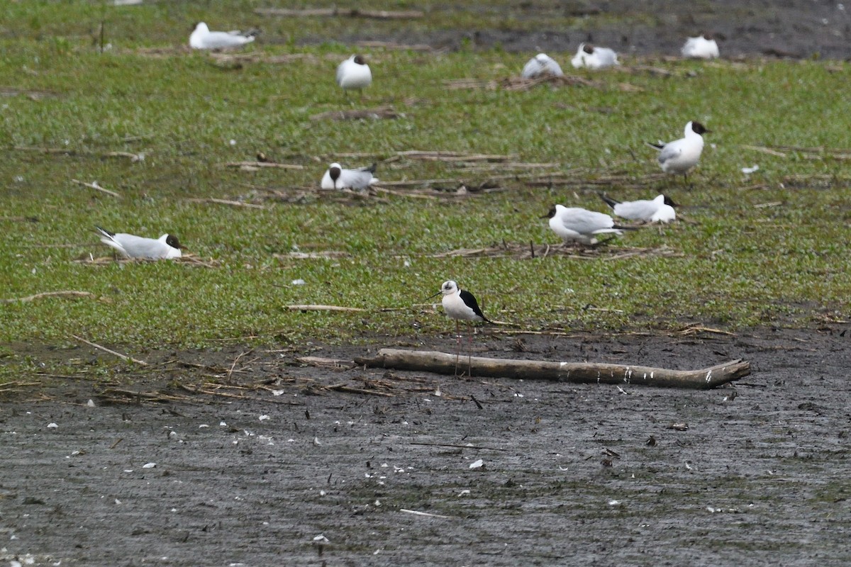 Black-winged Stilt - ML647027976