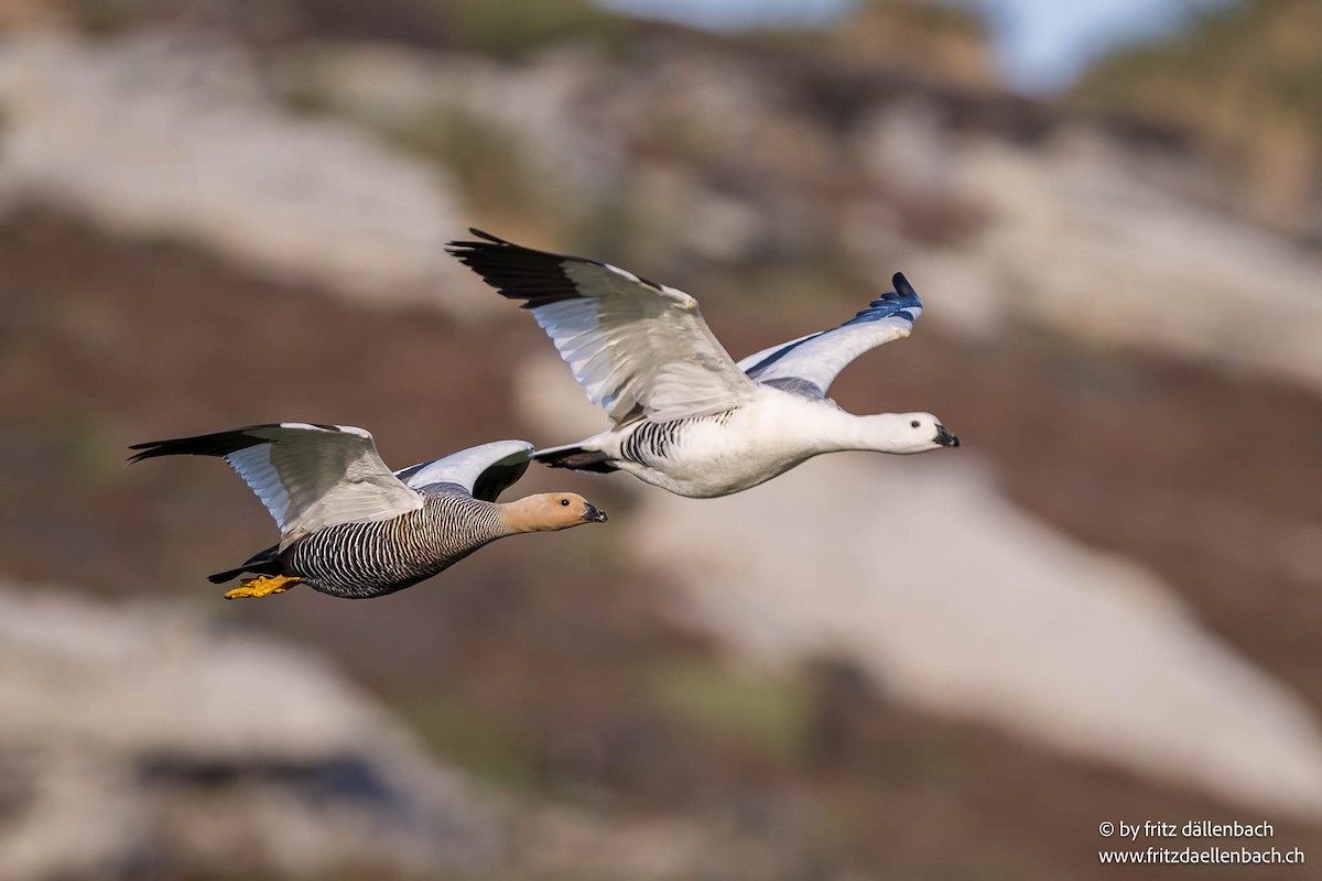 Upland Goose - ML647027978