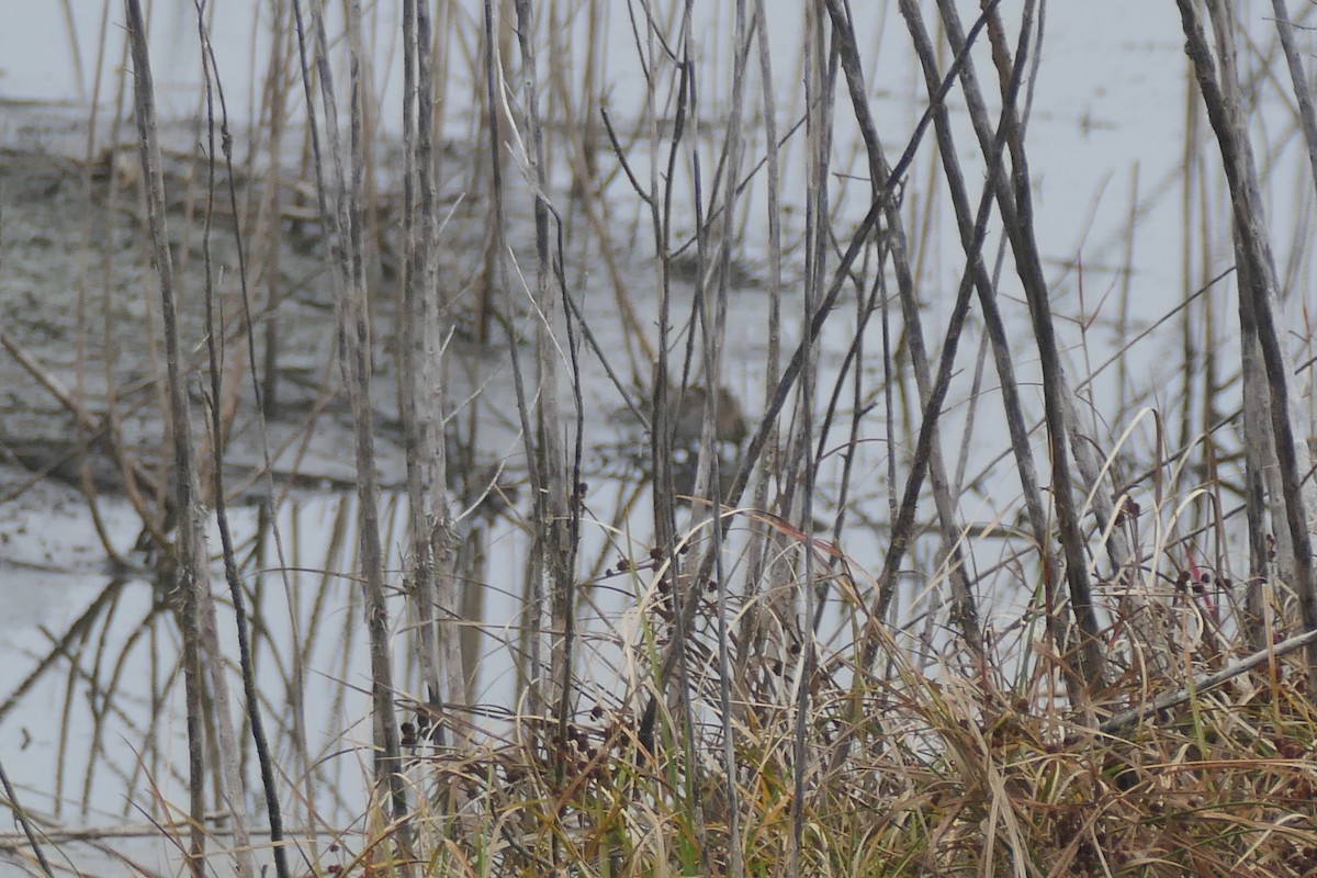American Woodcock - ML647027979