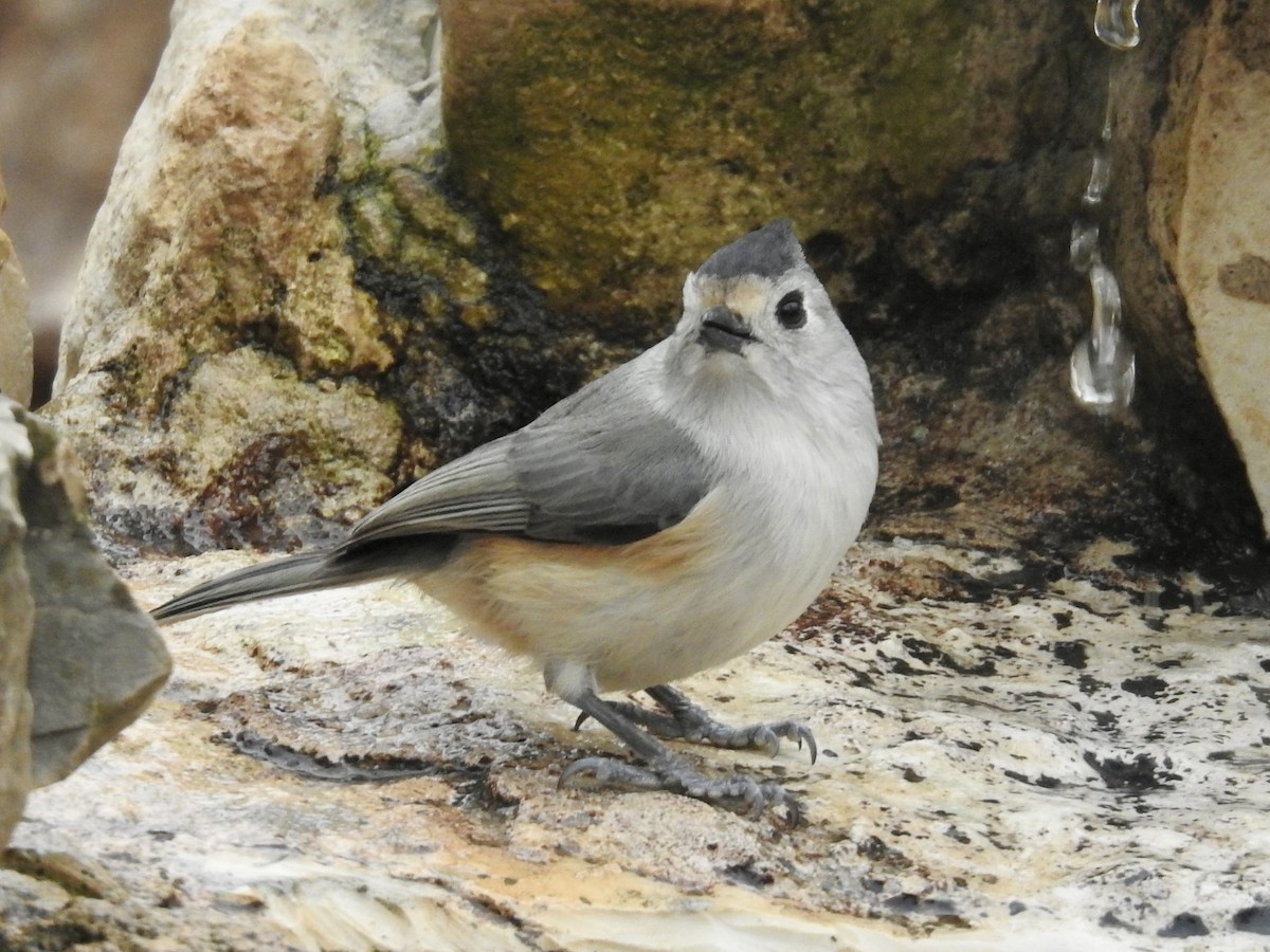 Black-crested Titmouse - ML647027981