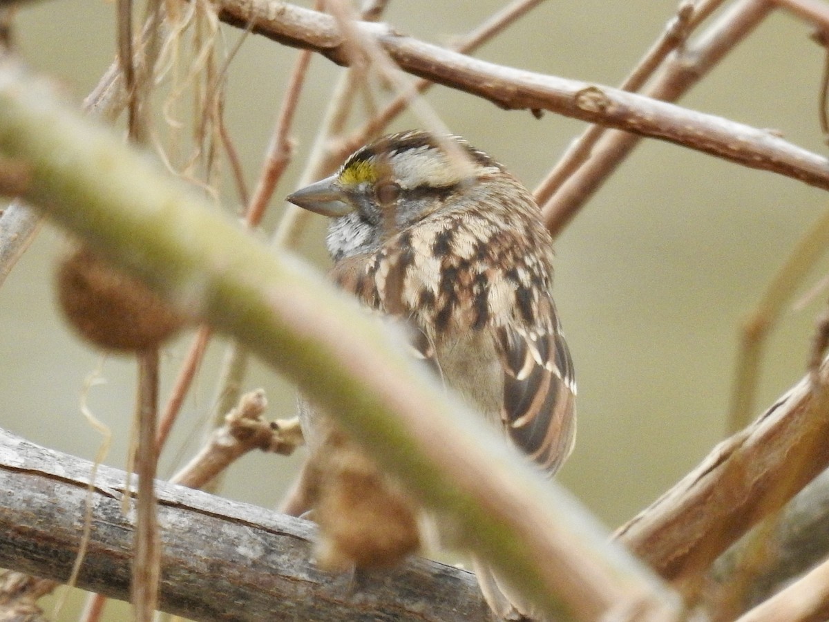 גיבתונית לבנת-גרון - ML647027991