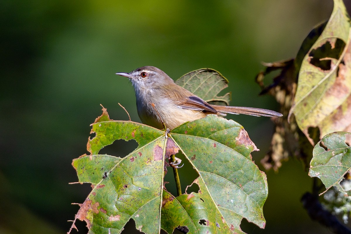 Rufescent Prinia - ML647027998